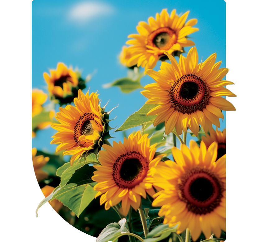 sunflowers